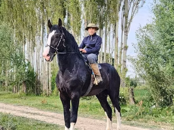 Kuda jantan, Horses — Kyrgyzstan