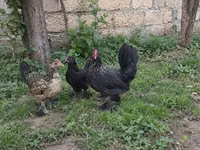 Chickens — تصویر 6