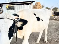 Cow, Swiss cattle — photo 5