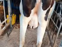 Mucca, Razza Holstein — foto 1