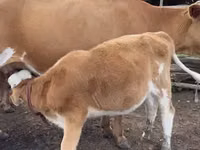 Lo’, Cattle — sawirka 6