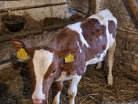 Bovins (lot, sexe non indiqué), Simmental cattle — photo 5