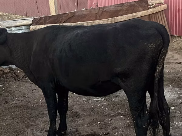 İnək, Latvian Blue cattle