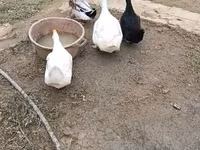 Ducks — photo 4