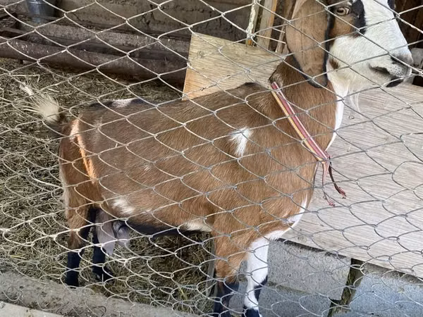 Goat, Goats — Kazakhstan