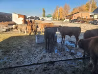 ወንድ በሬ, Simmental cattle — ፎቶ 2