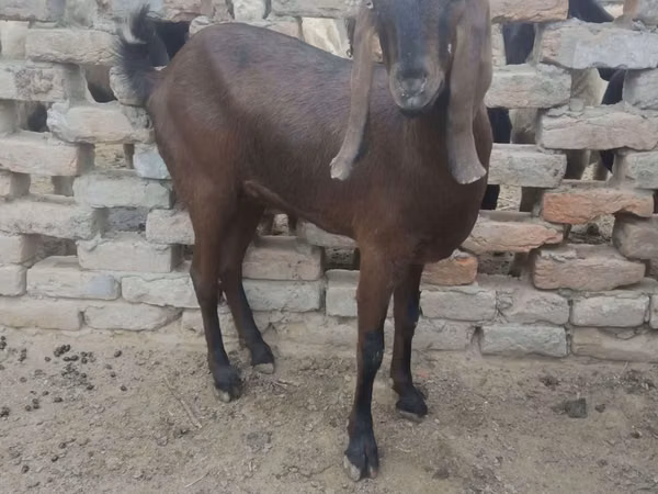 Kambing betina, Najdi goat — Pakistan