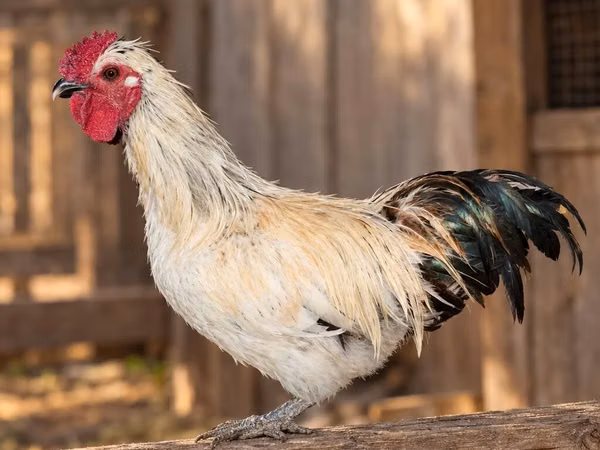 Chickens — جمهوری آذربایجان