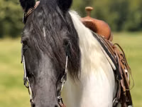 ሴት ፈረስ, Pinto horses — ፎቶ 5