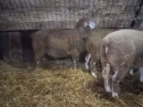 قوچ, Ile-de-France sheep