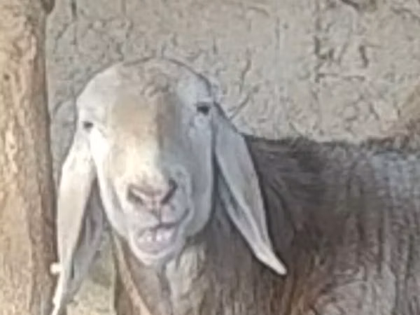 Sheep, Arashan sheep — Kyrgyzstan