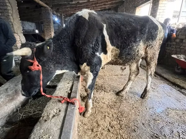 公牛, Russian Black pied cattle