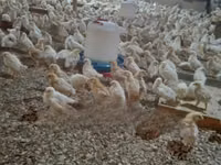 Poultry Feed for 1-4 Weeks Old Chicks — फ़ोटो 3