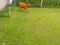 Cow, Limousin cow — photo 2
