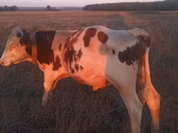 Bull, Cattle — photo 5
