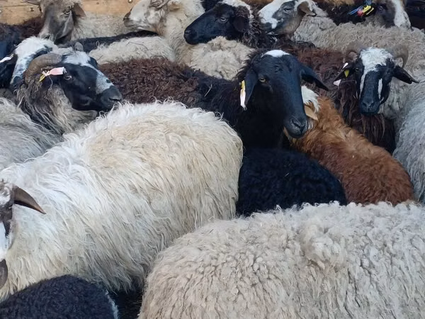 Ram, Sheep — Kazakhstan