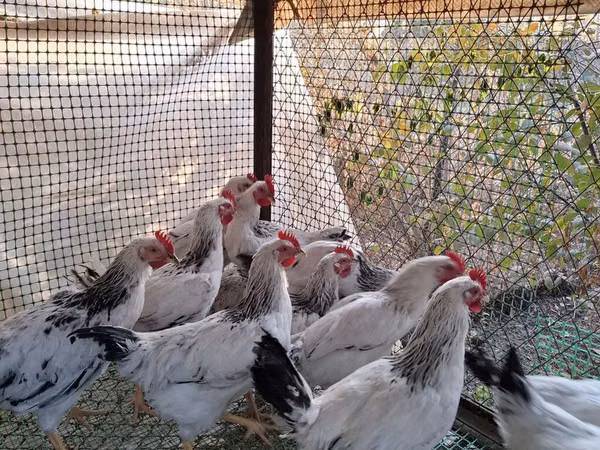 Chickens