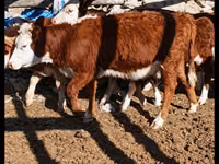 Cattle (batch, sex not specified), Kazakh White-headed cow — photo 4