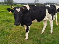 பசு, Russian Black pied cattle — புகைப்படம் 4