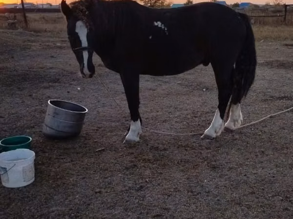 Horse (M), Horses — Kazakhstan