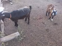 بز نر, بز — عکس 1