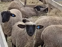 میش, Blackheaded Persian sheep — عکس 3