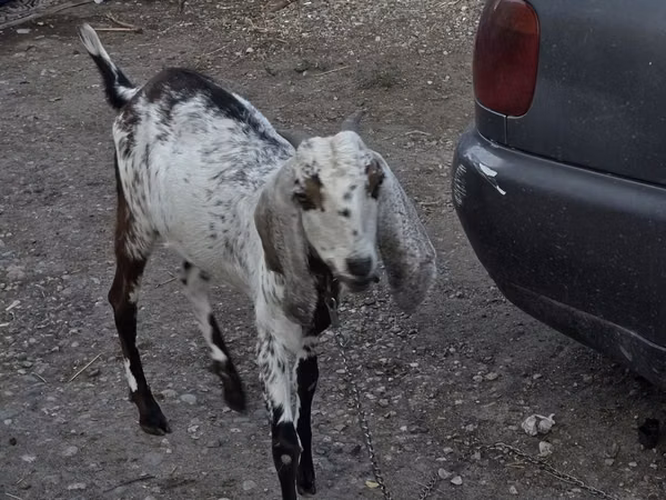 Goat, Nubian Goat — Kazakhstan