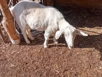 Goat, Saanen goat — photo 2
