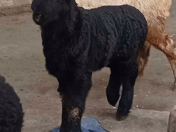 كبش, Edilbay sheep