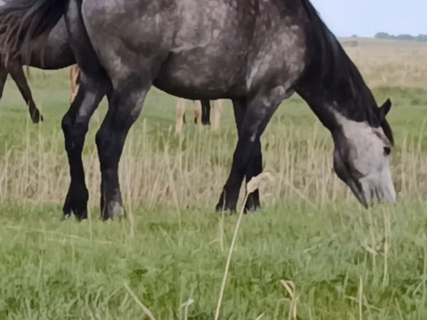 Horse (M), Horses
