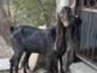 Koza, Kamori goats — foto 5