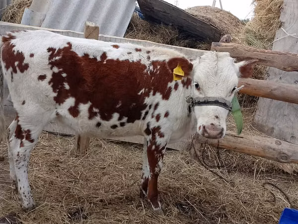 Cow, Simmental cattle — Kazakhstan