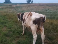 Bull, Cattle — photo 2