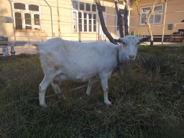 Capra, Saanen goat — Uzbekistan