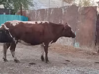 Гов, Simmental cattle — акс 4