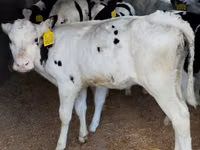 گاو و گوساله (گروه، جنسیت مشخص نشده), Russian Black pied cattle — عکس 1