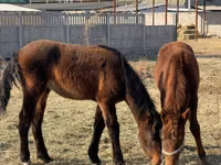 公马, Horses — 照片 5