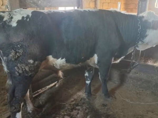 Гов, Latvian Blue cattle — Қазоқистон