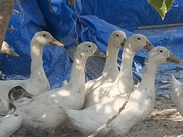 Ducks — 阿塞拜疆