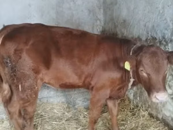 Cow, Limousin cow — Hungary