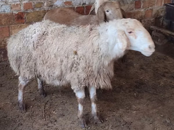 Owca, West-Siberian mutton sheep — Kirgistan