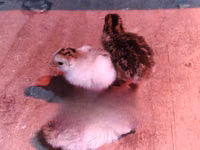 Guinea fowl — foto 1