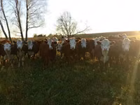 วัวตัวเมีย, Russian Black pied cattle — รูปภาพ 8