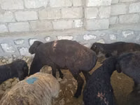 Kambing jantan, Sheep — foto 1