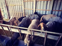Ram, Sheep — photo 4