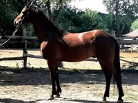 Horse (M), Horses — photo 4