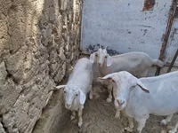 Goat, Goats — photo 2