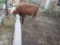 Cow, Simmental cattle — photo 3