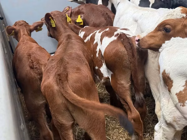 ІҚМ (топ, жынысы көрсетілмеген), Simmental cattle