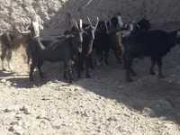 Goat, Goats — photo 3